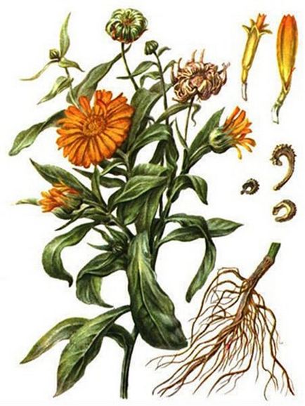 Calendula fajták érdekes fotót, termesztés vetőmagok, gondoskodás