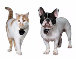 Kamera kutyák és macskák eyenimal pet cam - nyakörvek kamerával