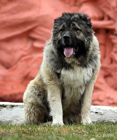 Kaukázusi juhászkutya viselkedés és az oktatás kaukázusi juhászkutya fotó, képzés (Shepherd) Kaukázusi juhászkutya viselkedés és az oktatás kaukázusi juhászkutya fotókat, képzés