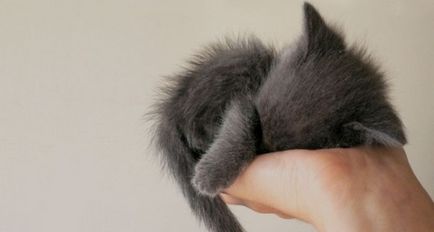 Miért álom egy macska a karjában