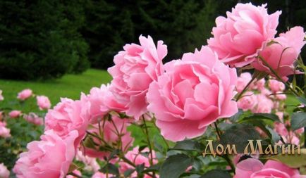 Mi az álom rózsaszín álom könyvet, hogy egy csomó rózsaszín virágok egy álom (rózsa, bazsarózsa), rózsaszín