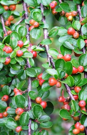 Cotoneaster termesztés és a szaporodás, a kialakulását sövények