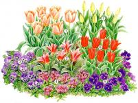 Virágágyásba tulipán - tippeket épület