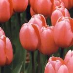 Virágágyásba tulipán - tippeket épület