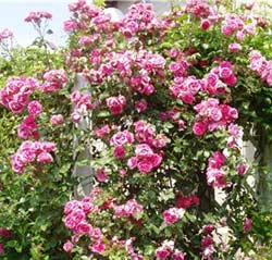Ha a nyitó rugó rózsa -, hogyan kell menteni Rose a csillapítási le, az én ötletem volt a kertben, és a kert
