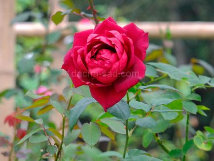 Ha a nyitó rugó rózsa -, hogyan kell menteni Rose a csillapítási le, az én ötletem volt a kertben, és a kert