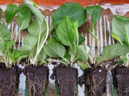 Gerbera szoba otthoni gondozást, fotó, termesztés vetőmagok egy bankot, hogy miért nem virágzik, (fotó) Gerbera szoba otthoni gondozást, fotó, termesztés vetőmagok egy bankot, hogy miért nem virágzik,