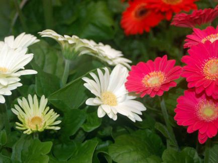 Gerbera szoba otthoni gondozást, fotó, termesztés vetőmagok egy bankot, hogy miért nem a virágok (gerbera) Gerbera szoba otthoni gondozást, fotó, termesztés vetőmagok egy bankot, hogy miért nem virágzik,