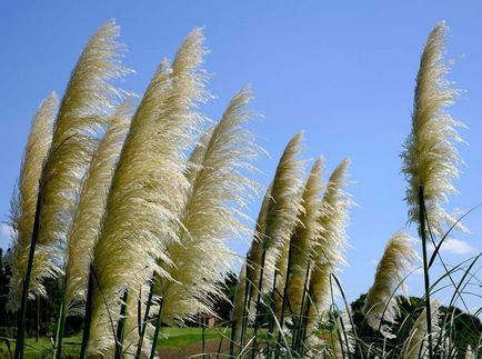 Cortaderia fotók és fajok termesztése és gondozása növények