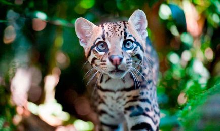 Ocelot macska - egy leopárd miniatűr