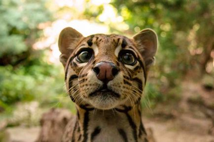Ocelot macska - egy leopárd miniatűr