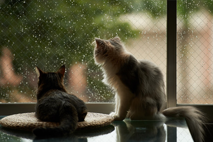 Macska és időjárás-előrejelzések, mint az időjárás-előrejelzés a viselkedését macskák