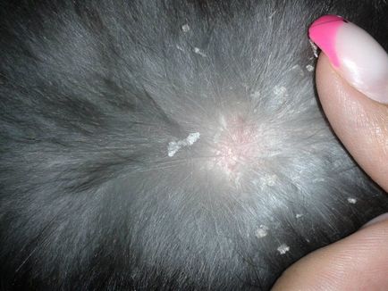 Bőrbetegségek a nyúl, hogy mit kell tenni, ha a hajhullás, a kezelés a közönséges varasodás és egyéb betegségek