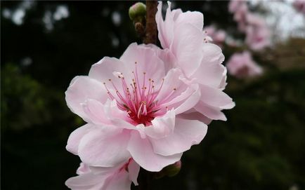Gyönyörű cseresznye virágok, a pozitív online magazin