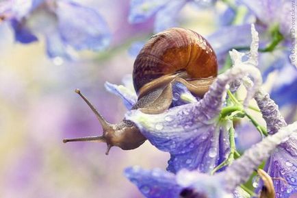 Красиві фотографії равликів, фоттон