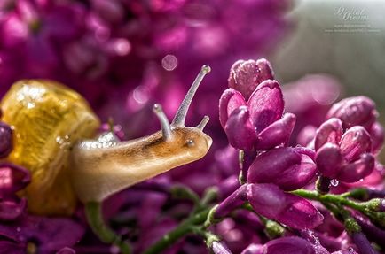 Красиві фотографії равликів, фоттон