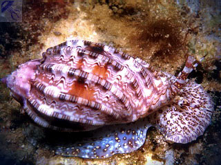 Gyönyörű tengeri kagyló és gyöngy