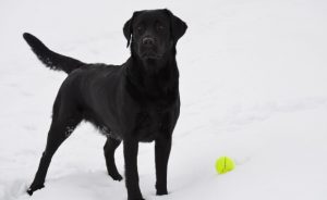 Labrador - méretű felnőtt kutyák és kölykök „hogy mancs”