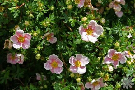 Cinquefoil cserje - dísznövény fajták és jellemzői a termesztés (díszítő) Cinquefoil cserje - dísznövény fajták és jellemzői a termesztés