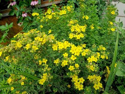 Cinquefoil cserje ültetés és gondozás, a fajok és fajták, fotók