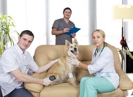 A kezelés a kutyák és macskák otthon