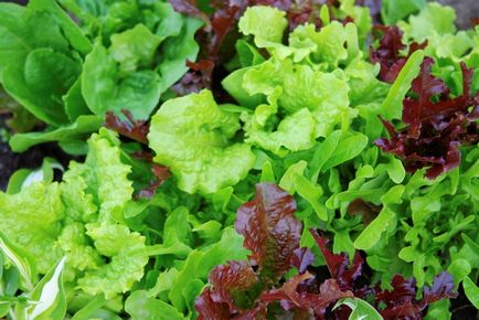 Saláta típusú, egyre hydroponically üvegházakban, hogyan növényi magvakat, fotó, videó