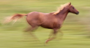 A maximális sebesség minden lófajta fejleszteni a leggyorsabb