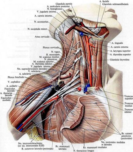 A mediális kábelt a plexus brachialis anatómiai képekben