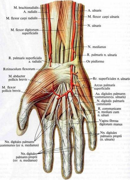 A mediális kábelt a plexus brachialis anatómiai képekben