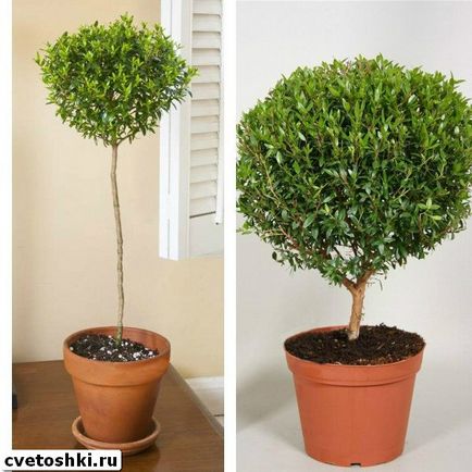 Myrtle fa, hogyan nőnek, és az otthoni ápolást az, fotók és hasznos tulajdonságokkal