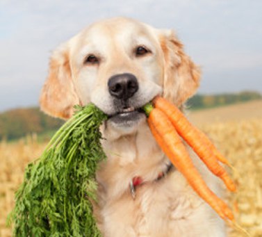 Ne kutyák is vegetáriánusok
