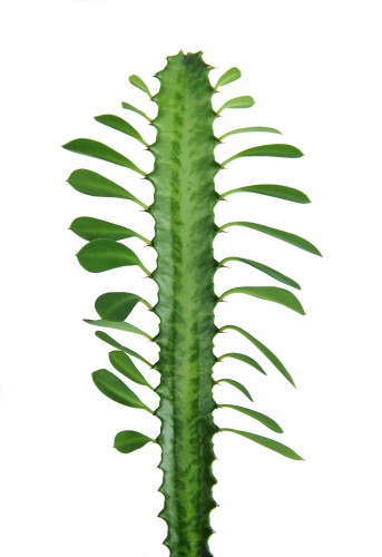 Euphorbia Trigona ápolási otthon, fotók