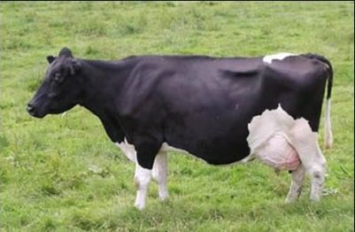 Tejelő tehén, önellátó gazdálkodás