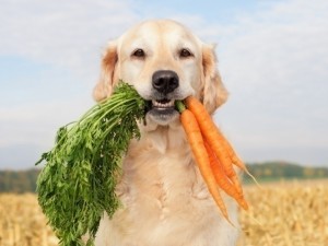 Lehet egy kutya vegetáriánus lesz állatorvos tanácsát