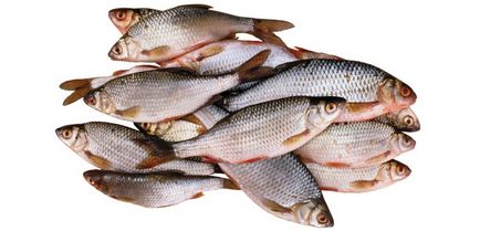 Lehetséges, hogy a hidrogén-peroxid tisztítani a fülét egy kutya - hasznos tippeket (tiszta) Lehetséges, hogy a hidrogén-peroxid tisztítani a fülét egy kutya - Tippek