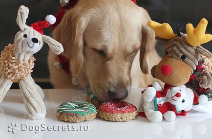 Lehet egy kutya a cookie-kat, és hogyan kell elkészíteni a saját kezét