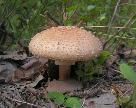 Amanita - mérgező gomba vagy még légyölő galóca lehet enni, mint egy szakács (ehető gomba) Amanita - mérgező gomba vagy még légyölő galóca is evett, mint egy szakács