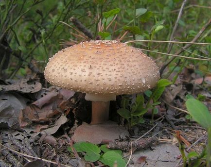 Amanita - mérgező gomba vagy még légyölő galóca is evett, mint egy szakács