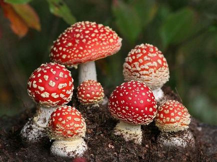 Amanita - mérgező gomba vagy még légyölő galóca is evett, mint egy szakács