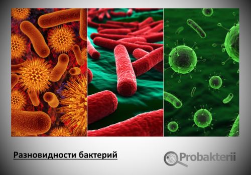 Nitrifikáló baktériumok az élelmiszer-csoport chemotroph, a különbségek a autotróf
