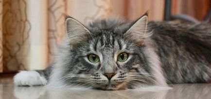 Norvég erdei macska fotó, fajta leírás, karakter, videó, ár - murkote körülbelül macskák és macskák