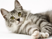 Norvég erdei macska fajta, fotó és leírás, áttekintésre, várható élettartama norvég macskák,