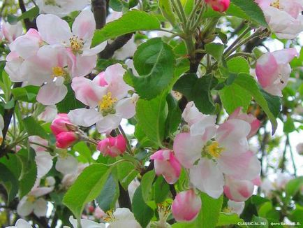 Feldolgozás tavaszi fák kártevők és betegségek, a szép ház és kert