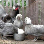 Review of White-koronás holland fajta csirkék található képek és videó