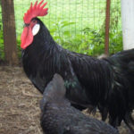 Áttekintés fajta csirkék Menorca teljes jellemzés és leírás képekkel