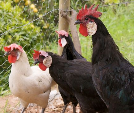 Áttekintés fajta csirkék Menorca teljes jellemzés és leírás képekkel