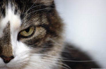 Áttekintés nyugtatók macskáknak és ezek alkalmazása használati