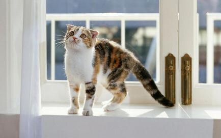 Veszély a cica a házban a teljes lista murkotiki