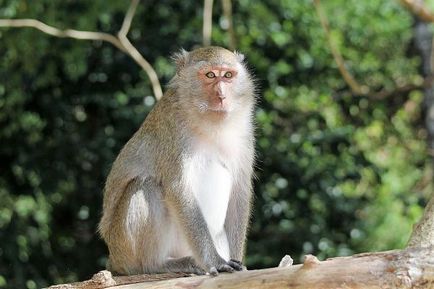 Thaiföld veszély, hogy várják a turista-én földrajz (veszély) Thaiföld veszély, hogy várják a turista-én földrajz