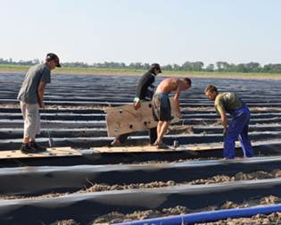 Tapasztalat bevezetésének intenzív technológiák eper termesztése a déli régiókban Ukrajna - studopediya